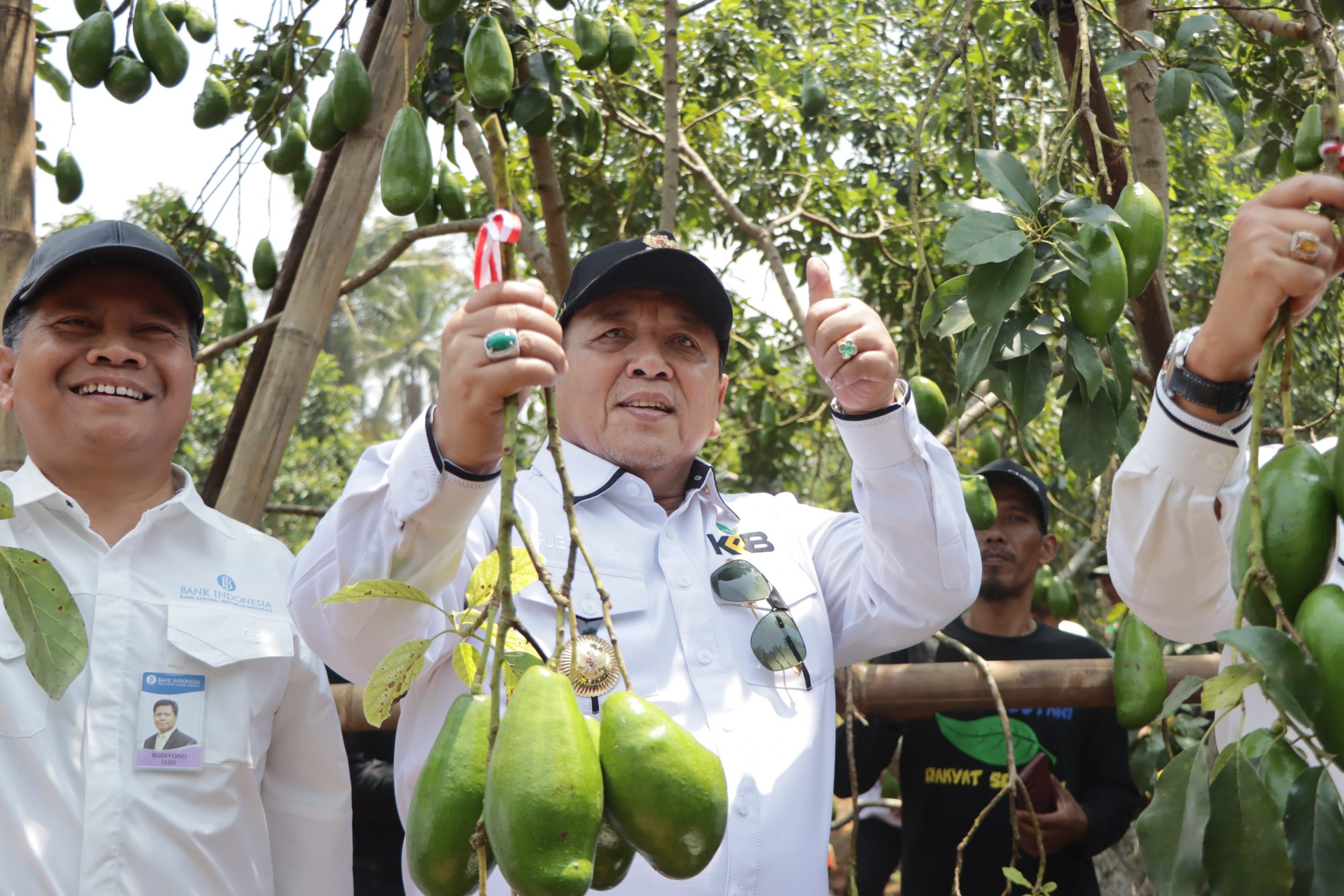 Gubernur Arinal Djunaidi Panen Alpukat Siger Batu Bersama Petani di Desa Giri Mulyo, Gunung Balak Lampung Timur
