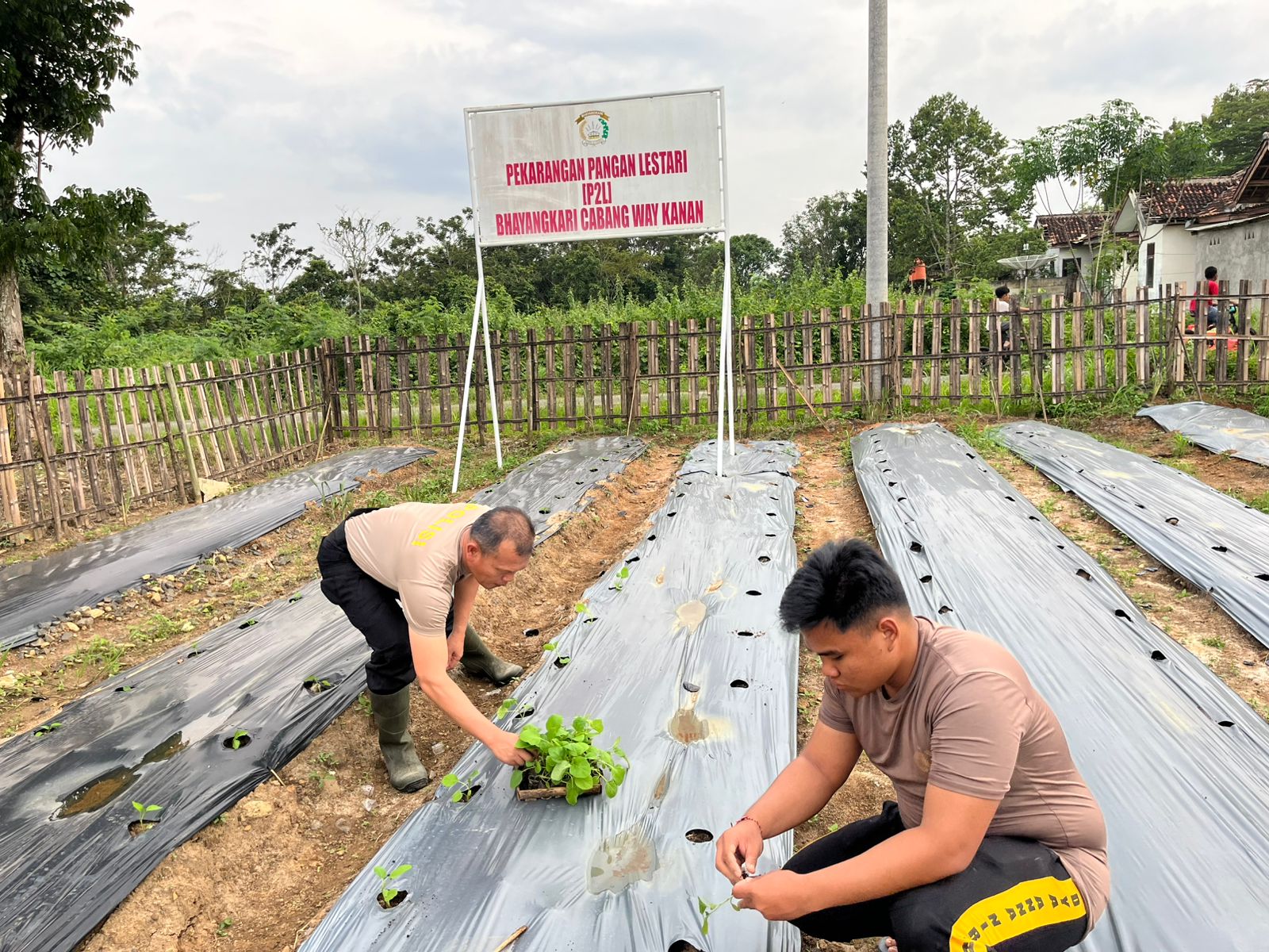 Dukung Ketahanan Pangan dan Progam MBG, Polres Way Kanan Memanfaatkan Lahan Tanam Sayur